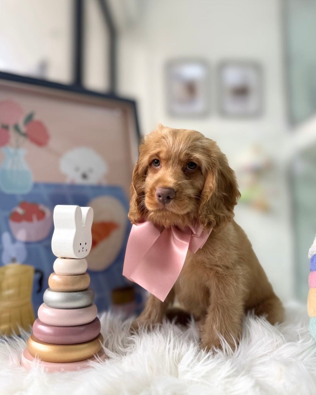 🧸✨ Koda: Golden Cockapoo 🇸🇬 (Boy)