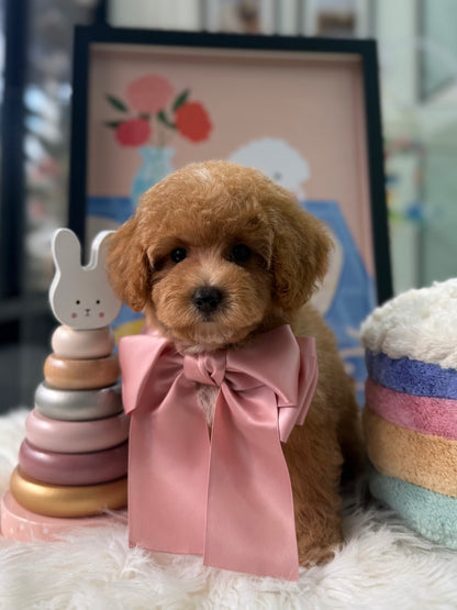 🐶✨ Cruise: Brown F1B Toy Cavapoo 🇸🇬 (Boy)