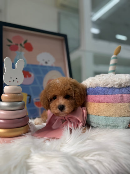 🐶✨ Cruise: Brown F1B Toy Cavapoo 🇸🇬 (Boy)