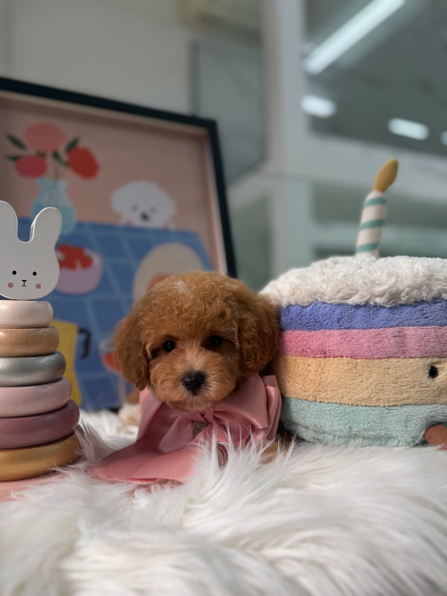 🐶✨ Cruise: Brown F1B Toy Cavapoo 🇸🇬 (Boy)