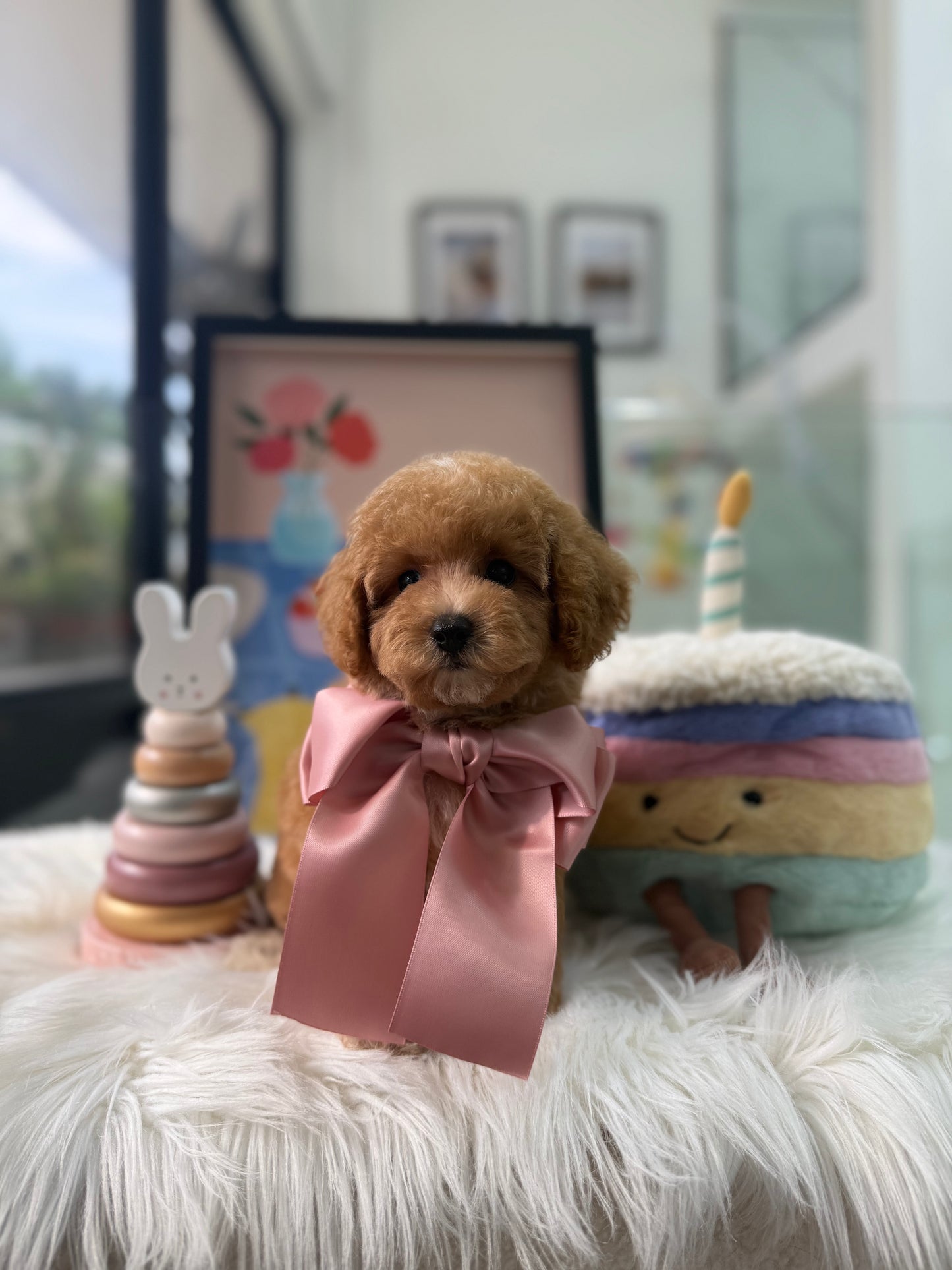 🐶✨ Cruise: Brown F1B Toy Cavapoo 🇸🇬 (Boy)