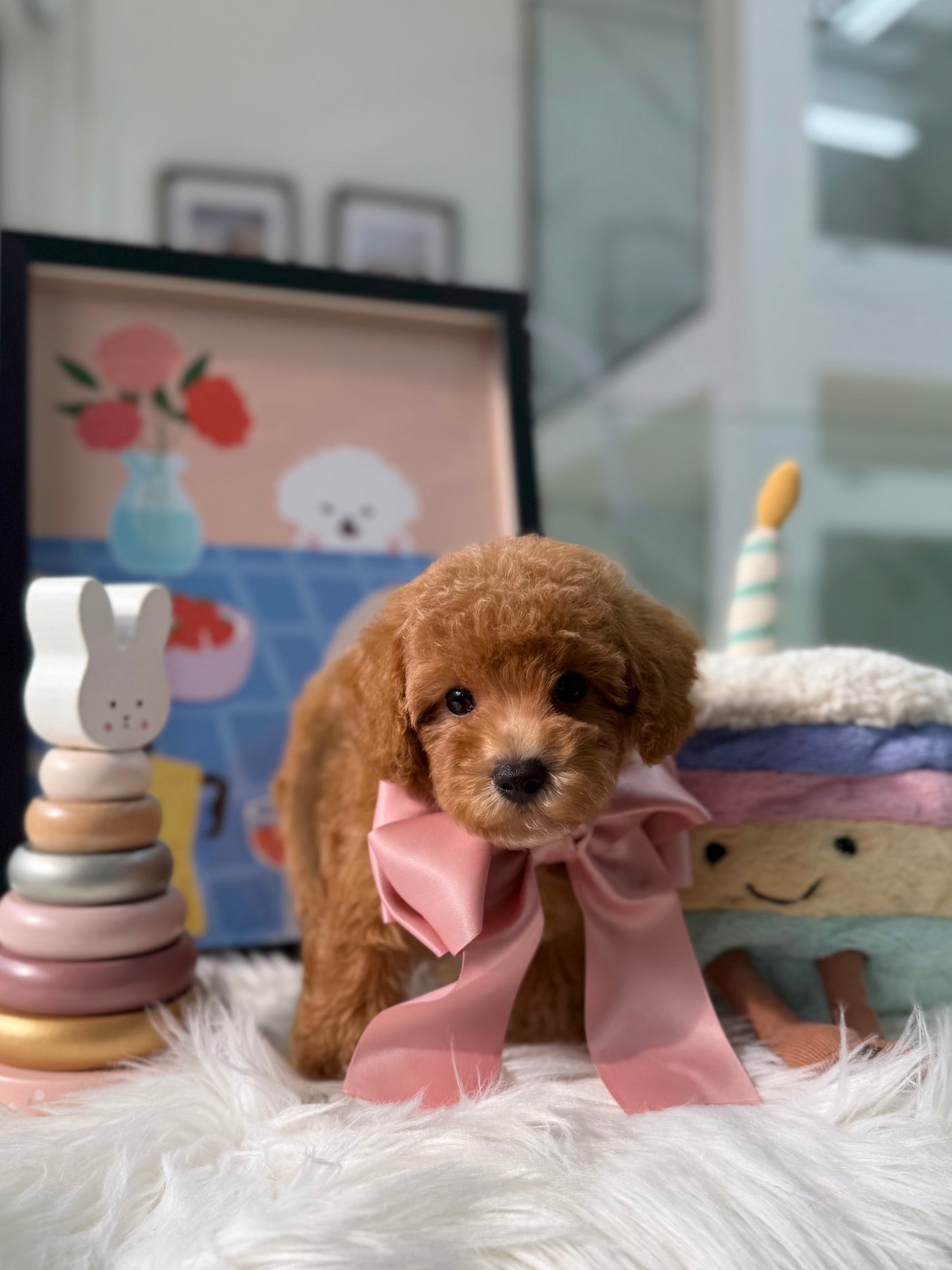 🐶✨ Milo: Brown F1B Toy Cavapoo 🇸🇬 (Boy)