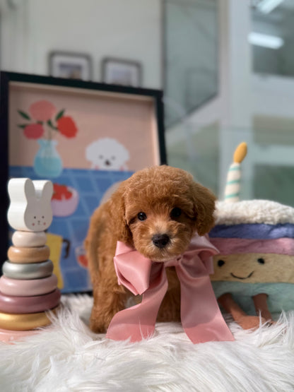 🐶✨ Milo: Brown F1B Toy Cavapoo 🇸🇬 (Boy)