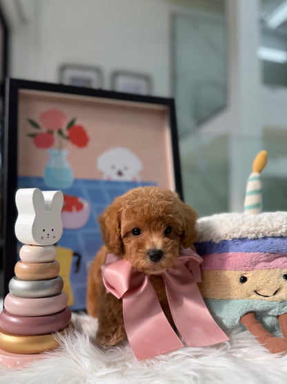 🐶✨ Milo: Brown F1B Toy Cavapoo 🇸🇬 (Boy)