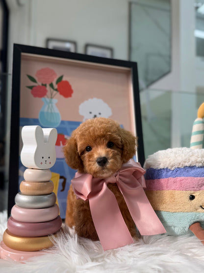 🐶✨ Milo: Brown F1B Toy Cavapoo 🇸🇬 (Boy)