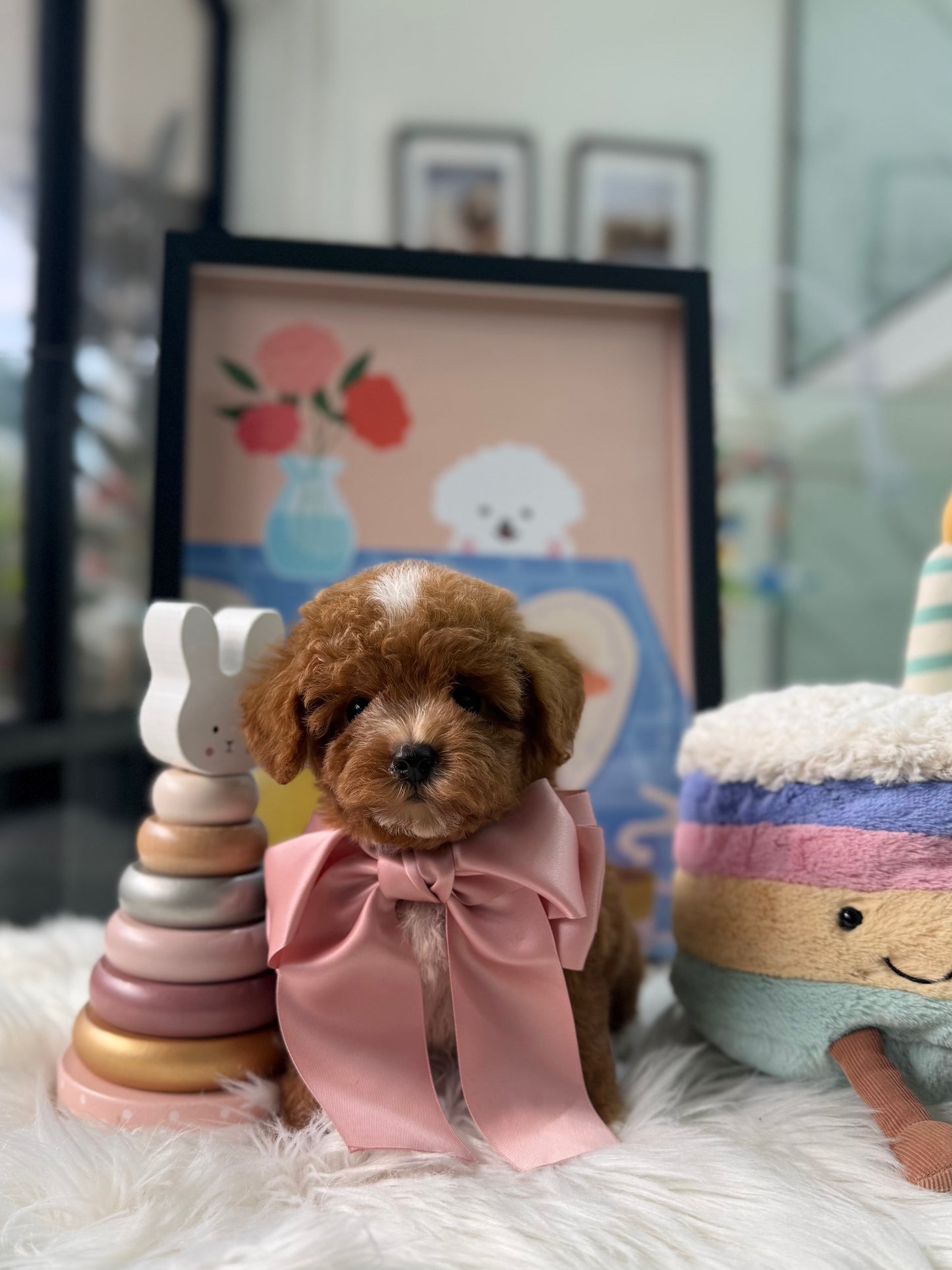 🐶✨ Baby: Red F1B Toy Cavapoo 🇸🇬 (Boy)
