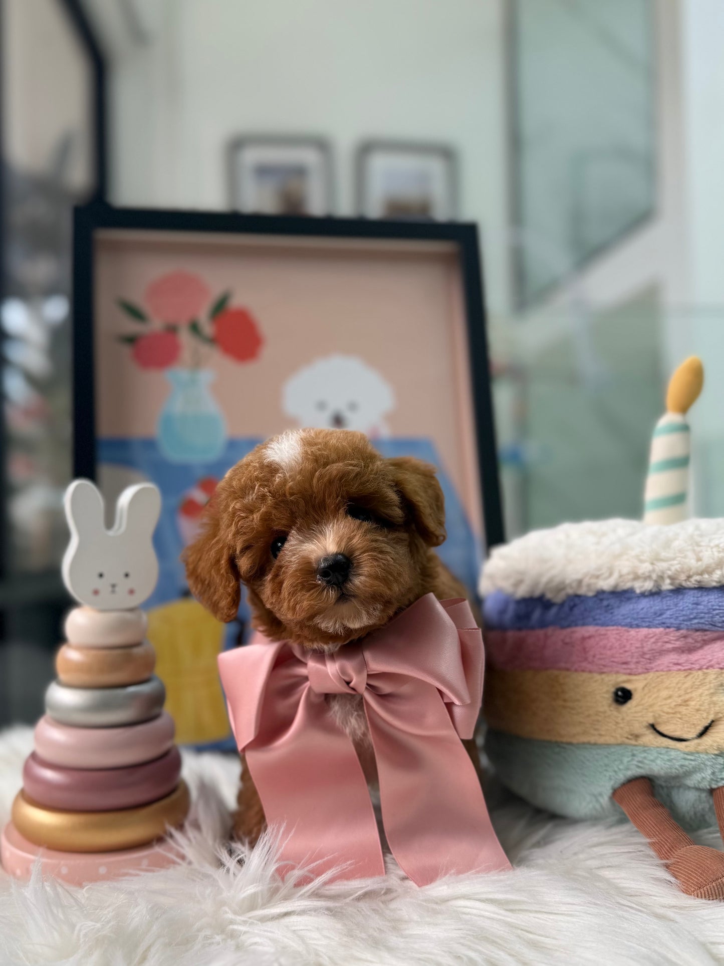🐶✨ Baby: Red F1B Toy Cavapoo 🇸🇬 (Boy)