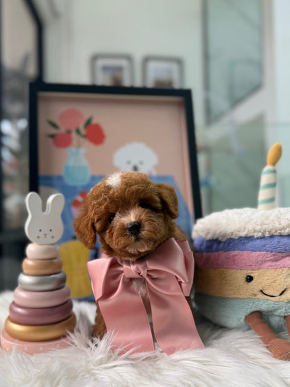 🐶✨ Baby: Red F1B Toy Cavapoo 🇸🇬 (Boy)