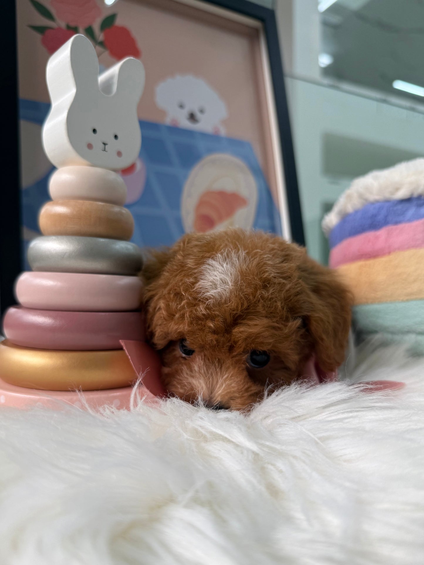 🐶✨ Baby: Red F1B Toy Cavapoo 🇸🇬 (Boy)