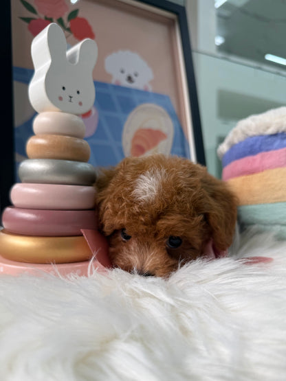 🐶✨ Baby: Red F1B Toy Cavapoo 🇸🇬 (Boy)