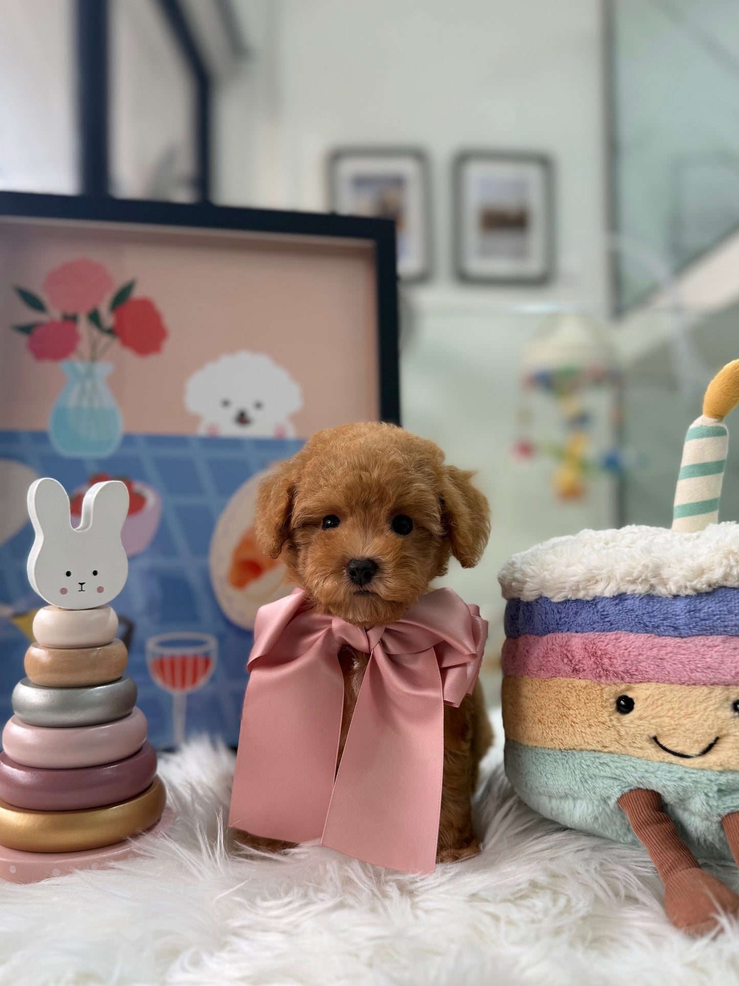 🐶✨ Coco: Brown F1B Toy Cavapoo 🇸🇬 (Girl)