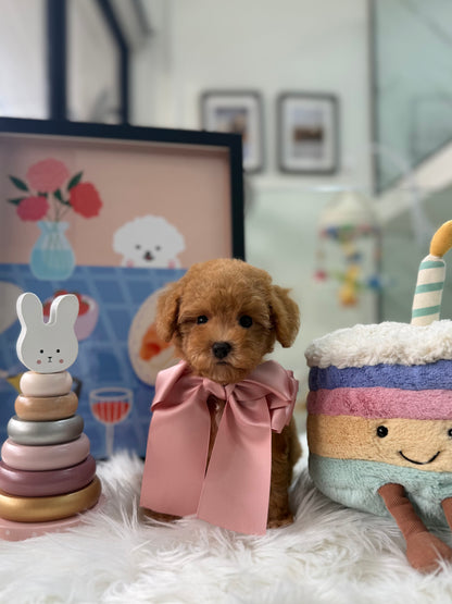 🐶✨ Coco: Brown F1B Toy Cavapoo 🇸🇬 (Girl)