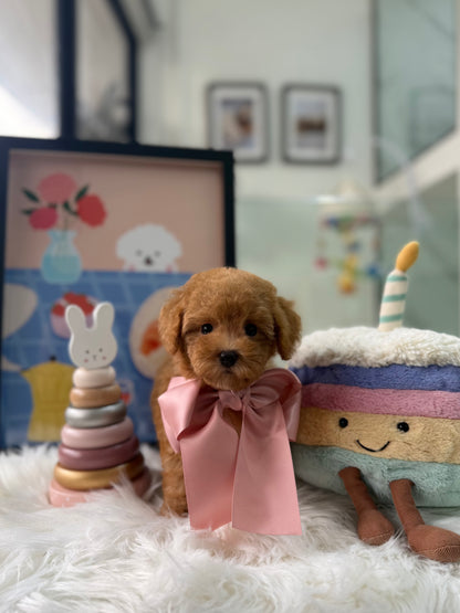 🐶✨ Coco: Brown F1B Toy Cavapoo 🇸🇬 (Girl)