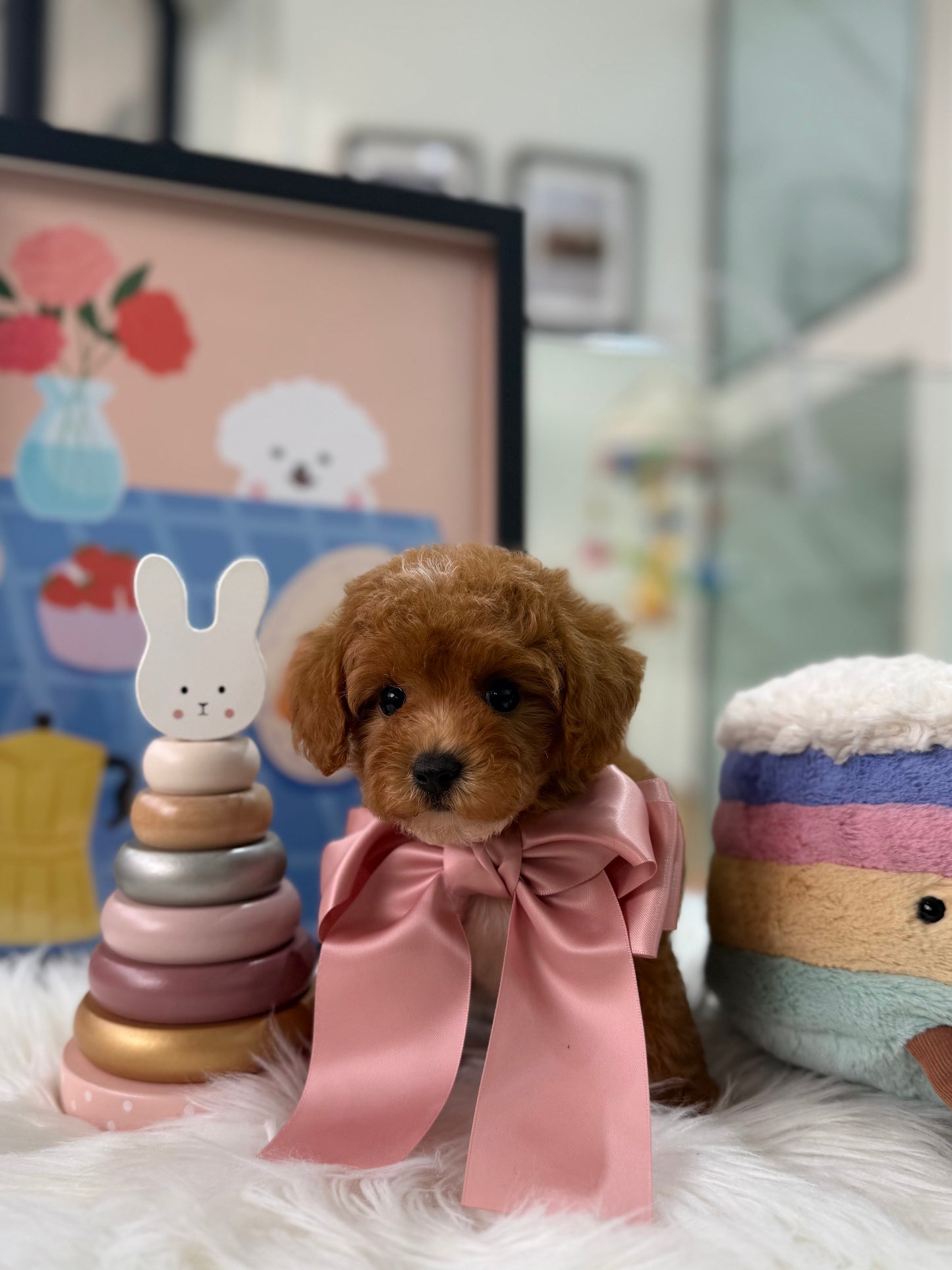 🐶✨ Avery: Red F1B Toy Cavapoo 🇸🇬 (Girl)
