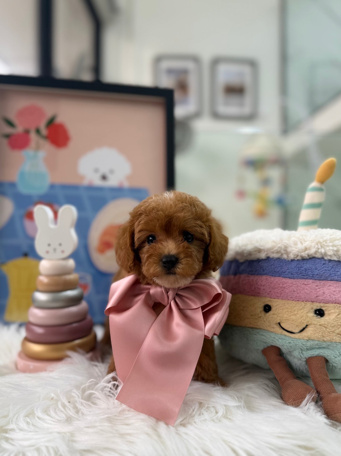 🐶✨ Avery: Red F1B Toy Cavapoo 🇸🇬 (Girl)