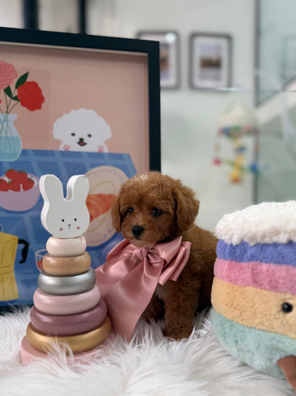 🐶✨ Avery: Red F1B Toy Cavapoo 🇸🇬 (Girl)