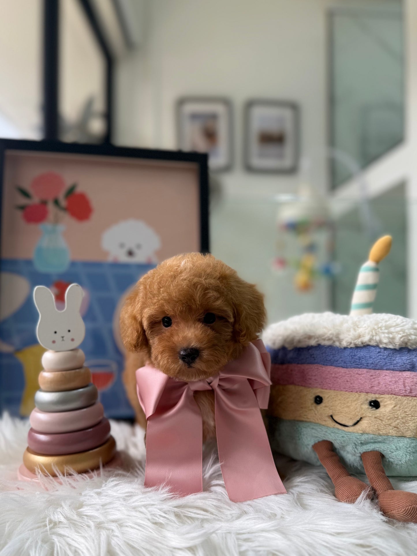 🐶✨ Soju: Brown F1B Toy Cavapoo 🇸🇬 (Girl)