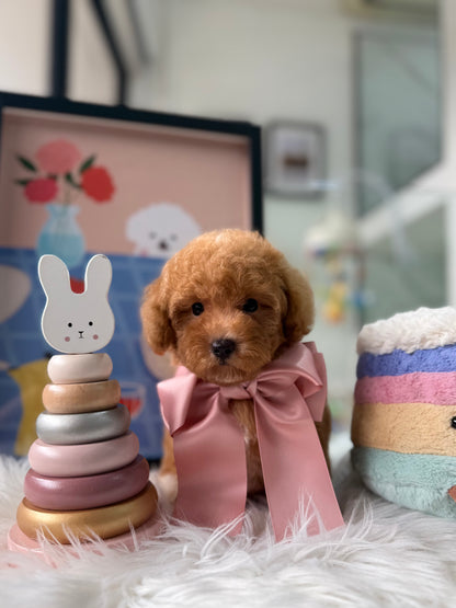 🐶✨ Soju: Brown F1B Toy Cavapoo 🇸🇬 (Girl)