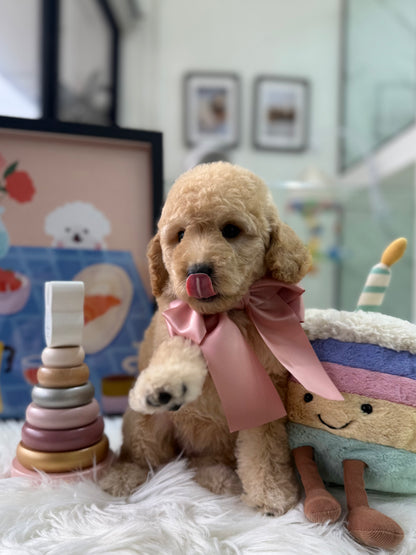 🧸☁️ Daisy: Cream Brown F1BB Mini Petite Golden Doodle 🇸🇬 (Girl)