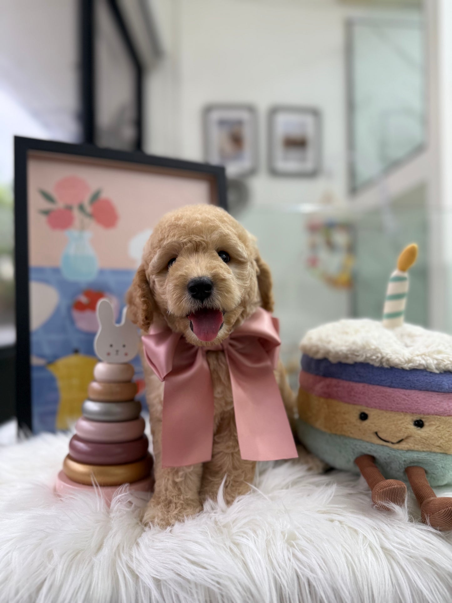 🧸☁️ Daisy: Cream Brown F1BB Mini Petite Golden Doodle 🇸🇬 (Girl)