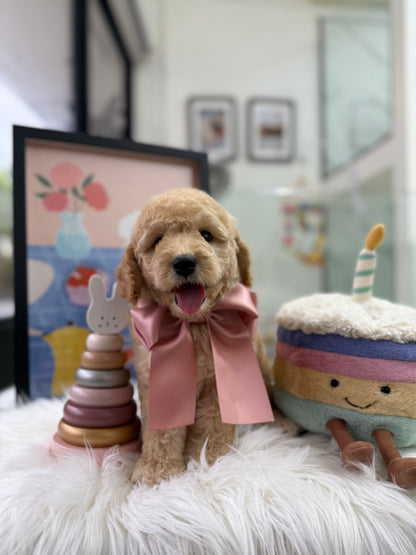 🧸☁️ Daisy: Cream Brown F1BB Mini Petite Golden Doodle 🇸🇬 (Girl)