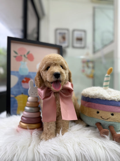 🧸☁️ Daisy: Cream Brown F1BB Mini Petite Golden Doodle 🇸🇬 (Girl)