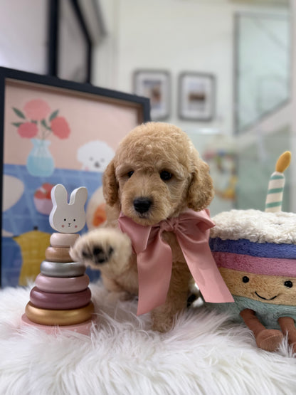 🧸☁️ Daisy: Cream Brown F1BB Mini Petite Golden Doodle 🇸🇬 (Girl)