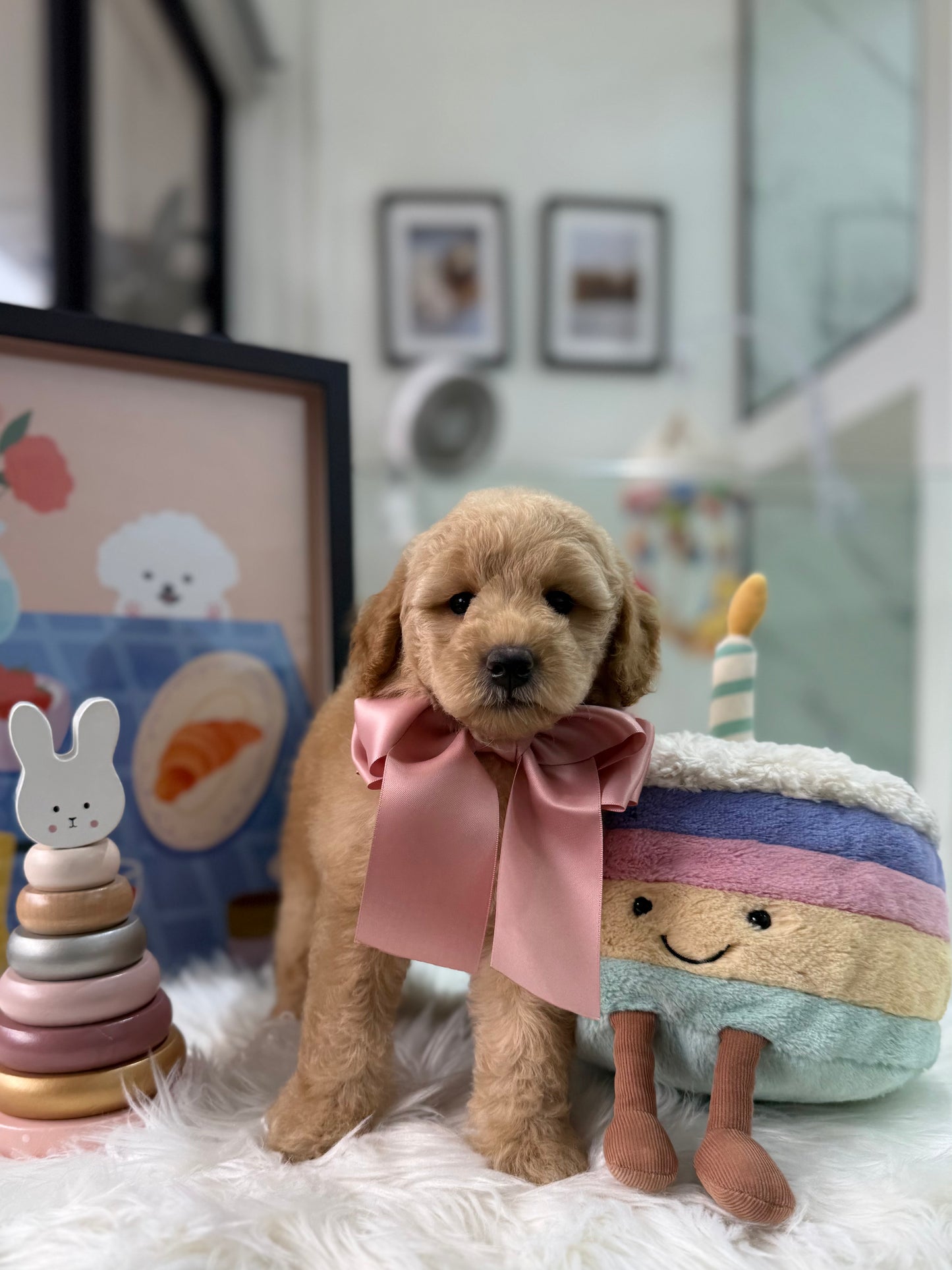 🧸☁️ Poppy: Cream Brown F1BB Mini Petite Golden Doodle 🇸🇬 (Girl)