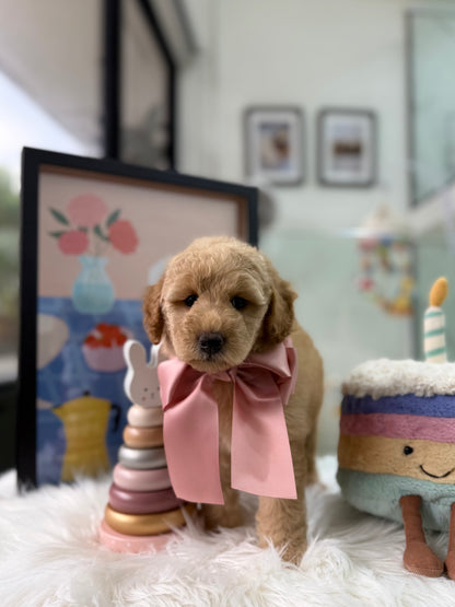 🧸☁️ Poppy: Cream Brown F1BB Mini Petite Golden Doodle 🇸🇬 (Girl)