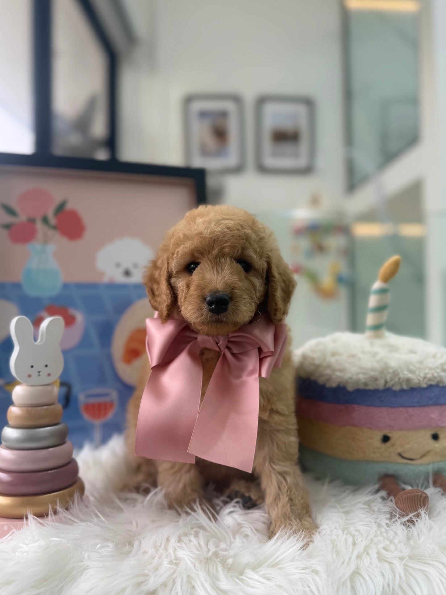 🧸☁️ Bailey: Cream Brown F1BB Mini Petite Golden Doodle 🇸🇬 (Boy)