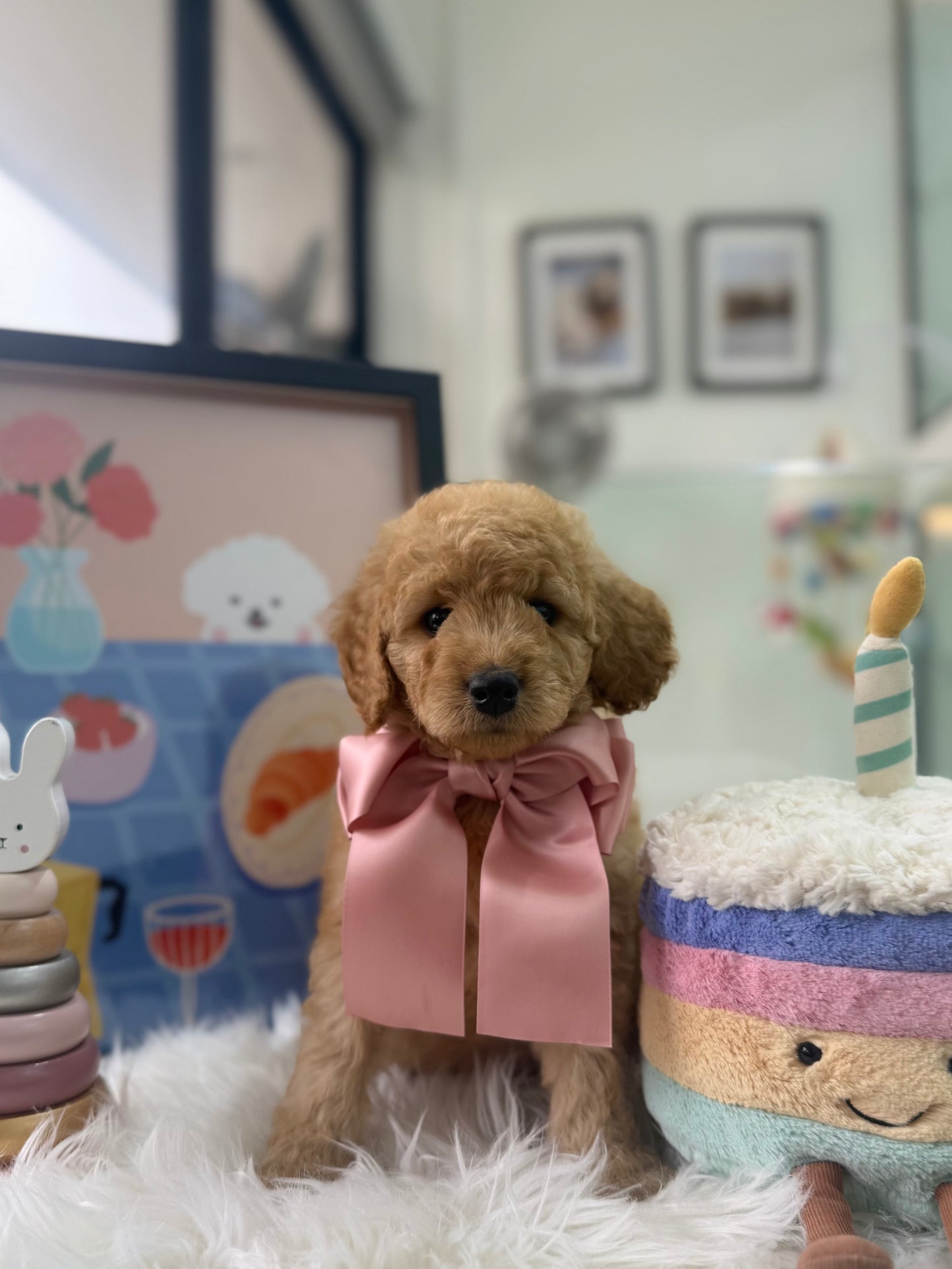 🧸☁️ Bailey: Cream Brown F1BB Mini Petite Golden Doodle 🇸🇬 (Boy)