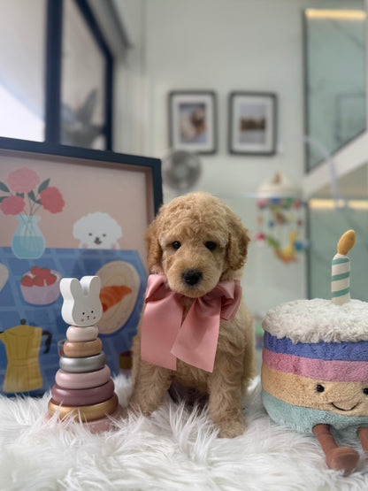 🧸☁️ Whiskey: Cream Brown F1BB Mini Petite Golden Doodle 🇸🇬 (Boy)