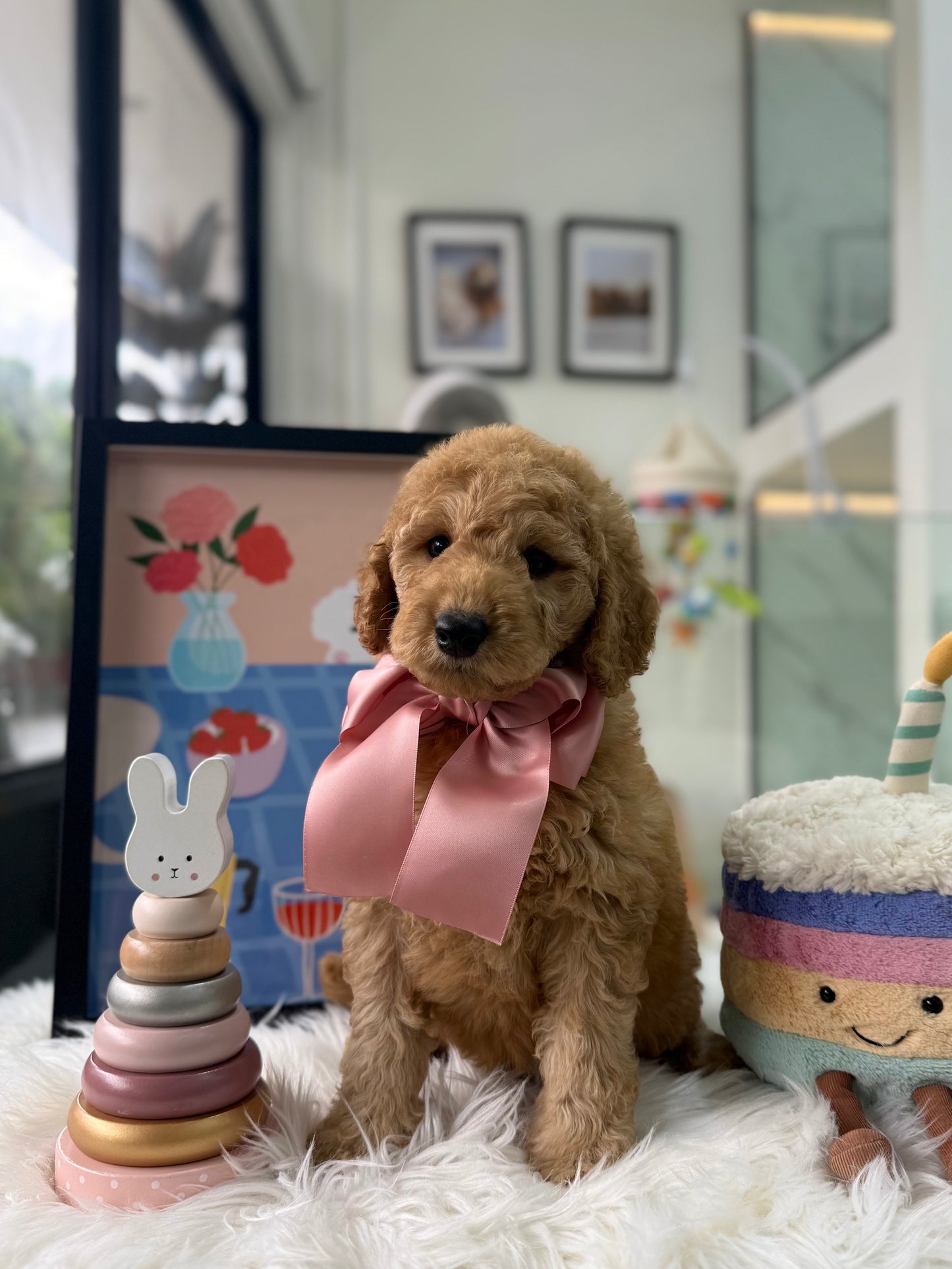 🧸☁️ Roku: Cream Brown F1BB Mini Petite Golden Doodle 🇸🇬 (Boy)