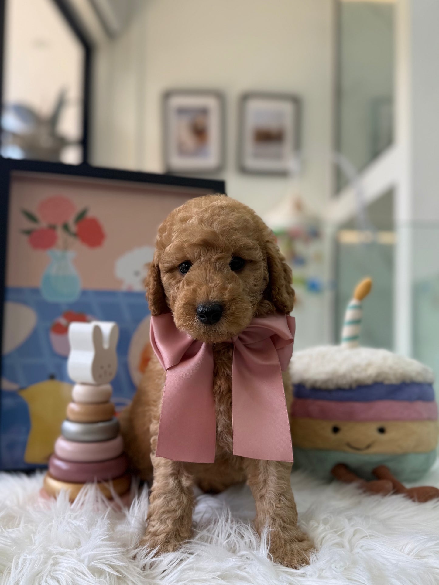 🧸☁️ Brandy: Cream Brown F1BB Mini Petite Golden Doodle 🇸🇬 (Boy)