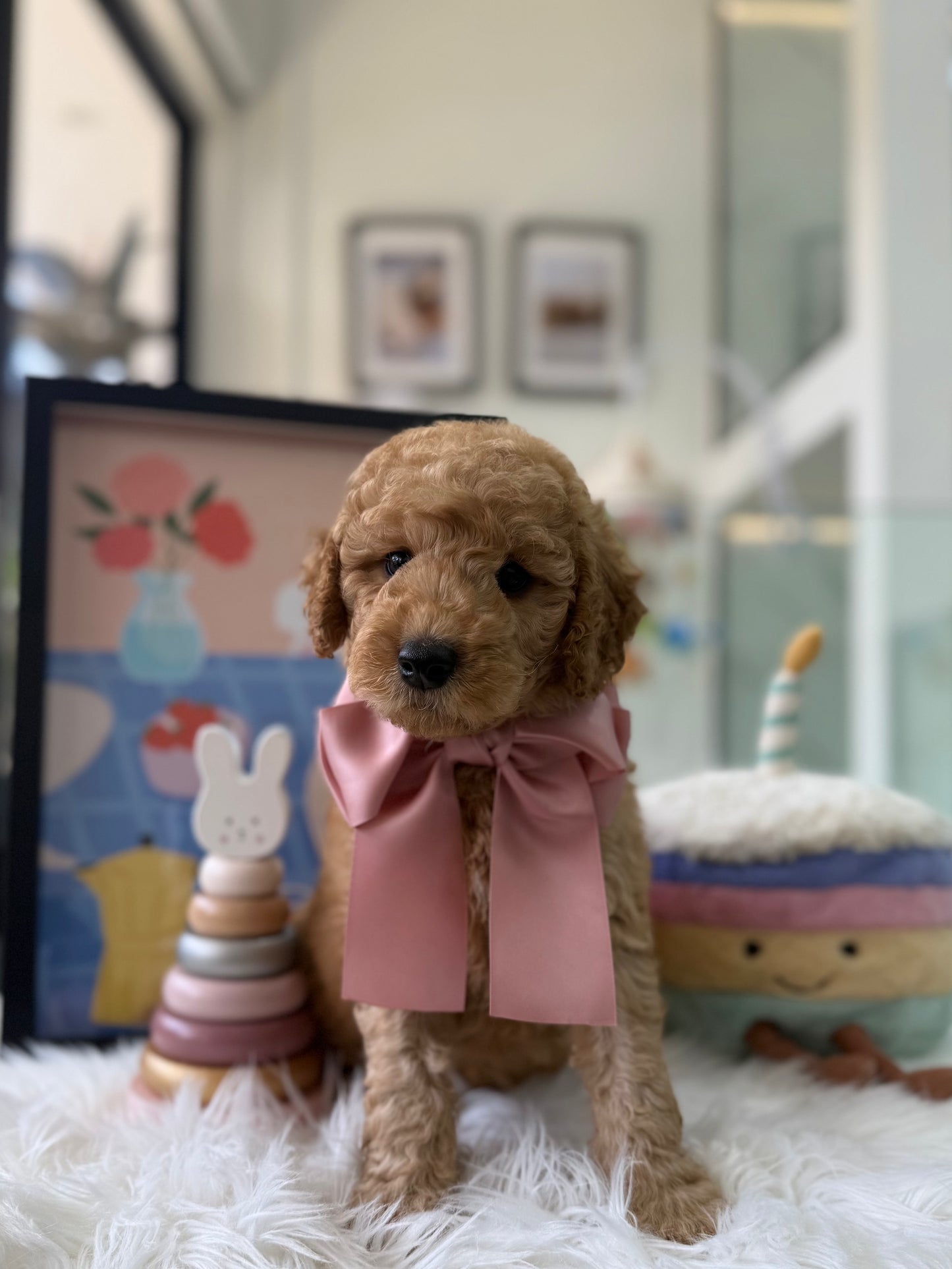 🧸☁️ Brandy: Cream Brown F1BB Mini Petite Golden Doodle 🇸🇬 (Boy)
