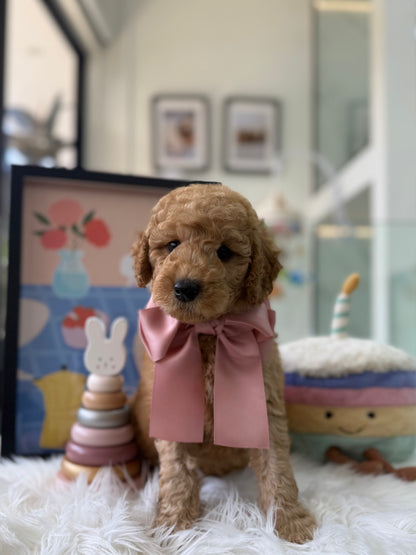 🧸☁️ Brandy: Cream Brown F1BB Mini Petite Golden Doodle 🇸🇬 (Boy)