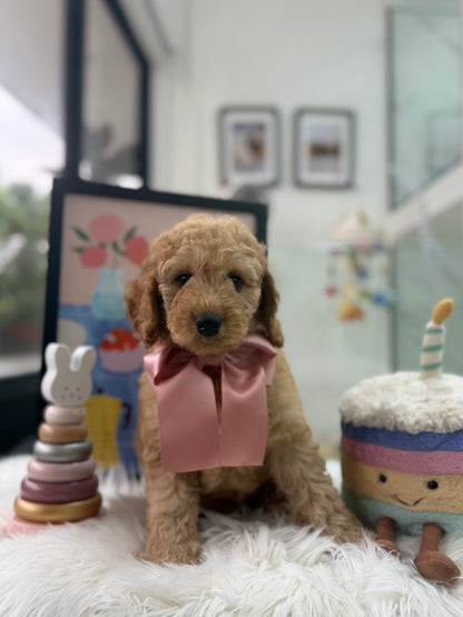 🧸☁️ Teddy: Cream Brown F1BB Mini Petite Golden Doodle 🇸🇬 (Boy)