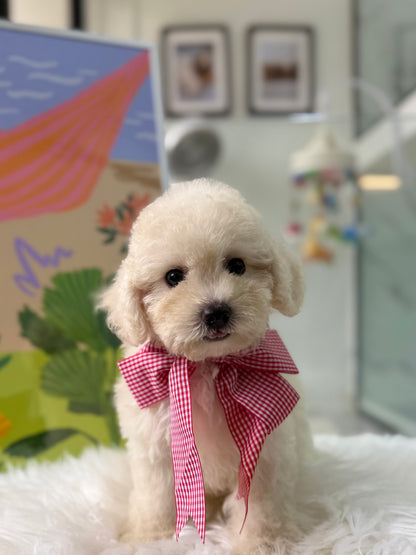 🐶🐾Tino: Cream Toy F1B Maltipoo 🇸🇬 (Boy)