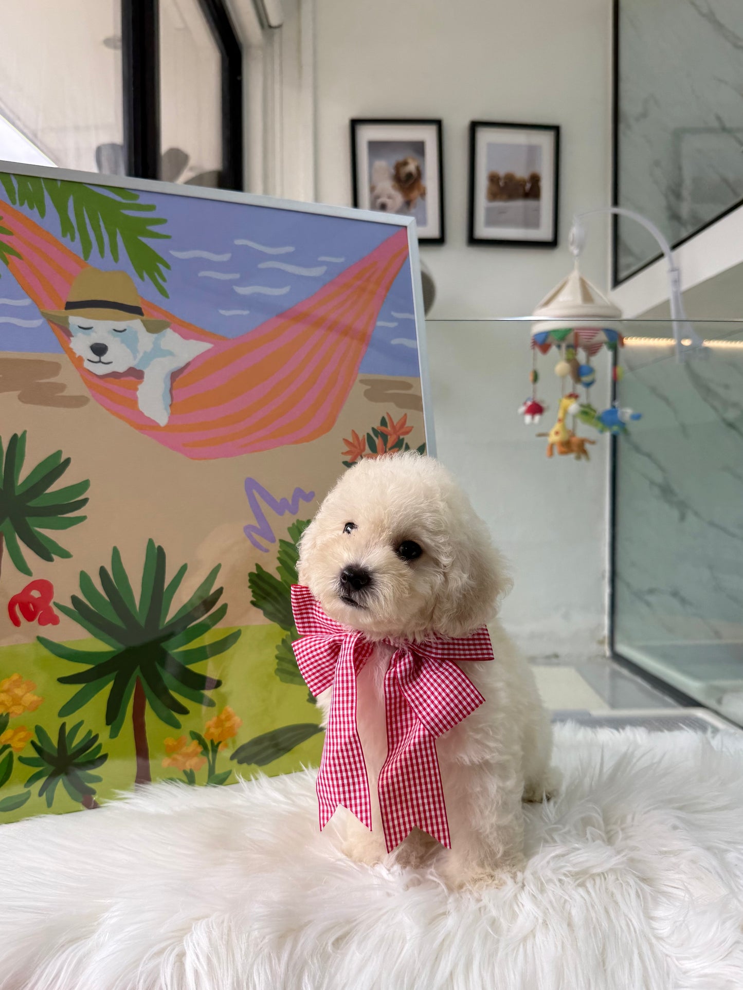 🐶🐾Tino: Cream Toy F1B Maltipoo 🇸🇬 (Boy)