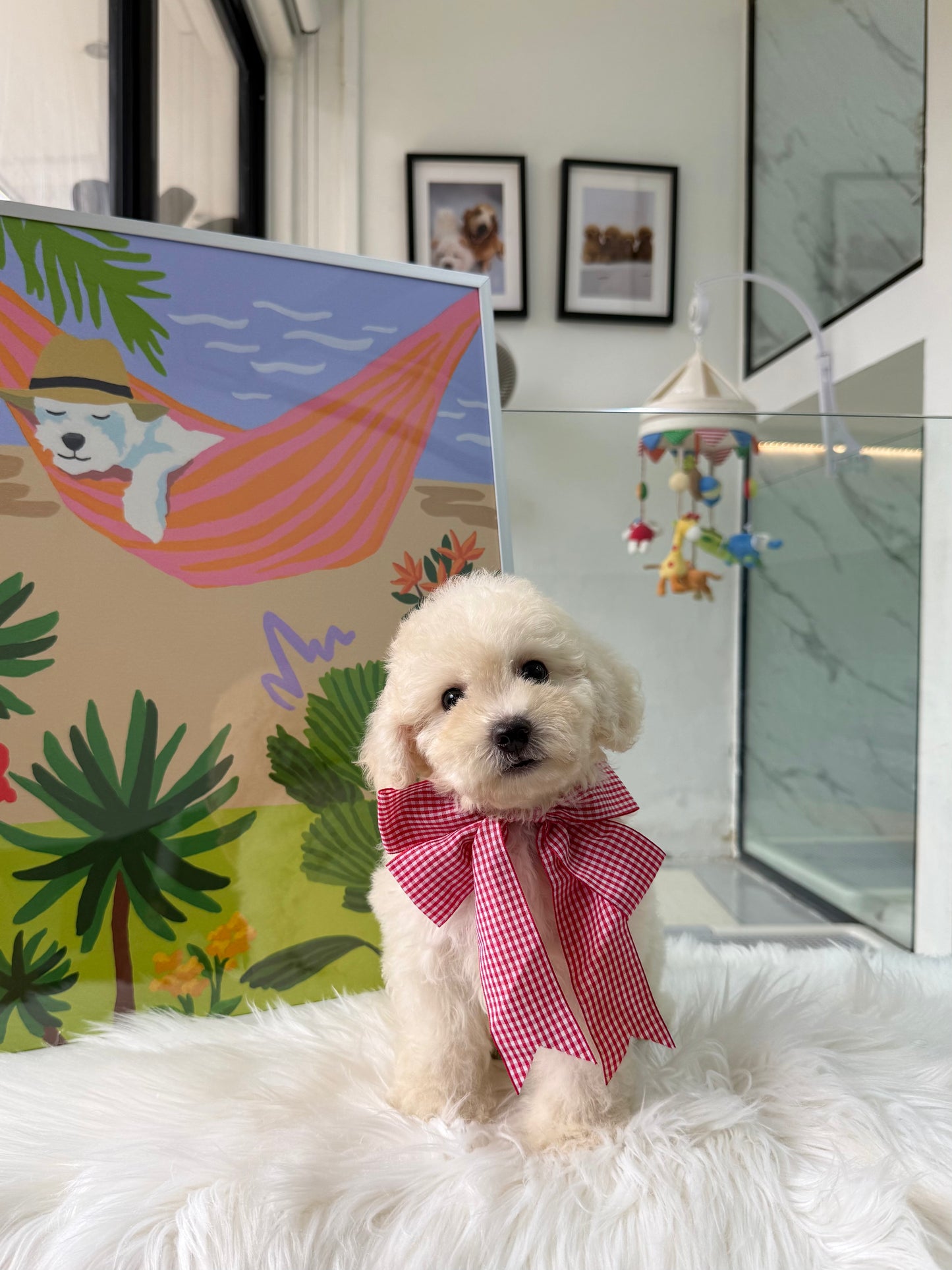🐶🐾Tino: Cream Toy F1B Maltipoo 🇸🇬 (Boy)