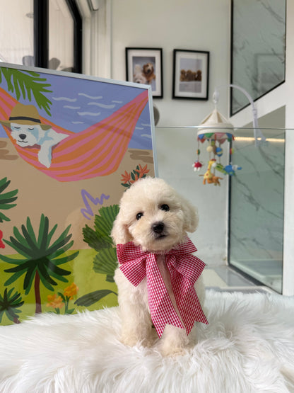 🐶🐾Tino: Cream Toy F1B Maltipoo 🇸🇬 (Boy)