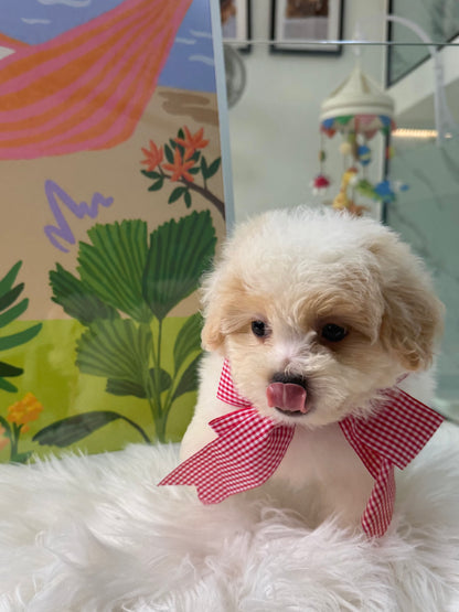 🐶🐾 Bumi: Cream Toy F1B Maltipoo 🇸🇬 (Boy)