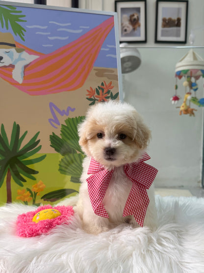 🐶🐾 Bumi: Cream Toy F1B Maltipoo 🇸🇬 (Boy)