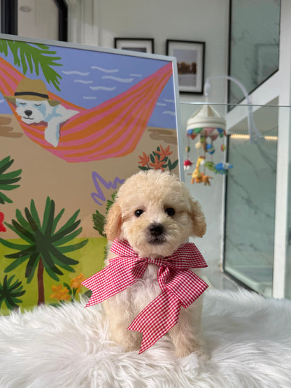 🐶🐾 Pochi: Cream Toy F1B Maltipoo 🇸🇬 (Boy)