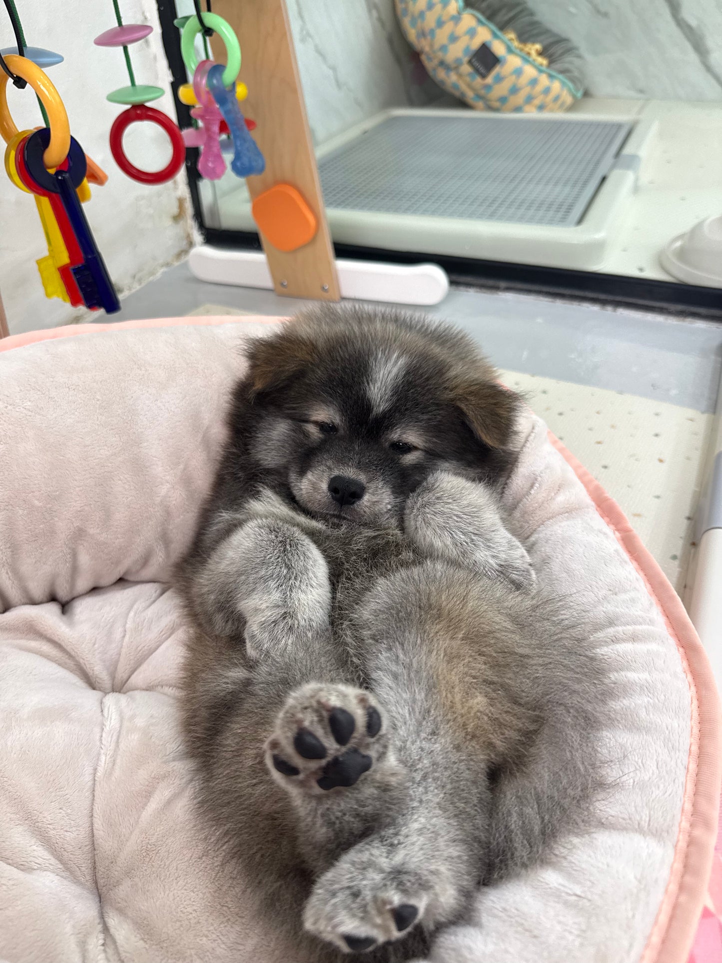 🚀 Rocket: Tri-Coloured Chow+Spitz+Poo 🇸🇬 (Boy)