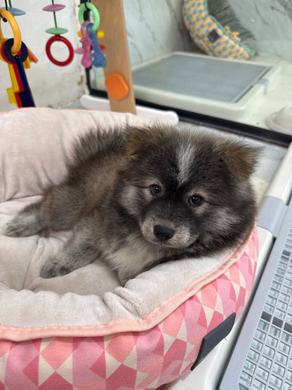 🚀 Rocket: Tri-Coloured Chow+Spitz+Poo 🇸🇬 (Boy)