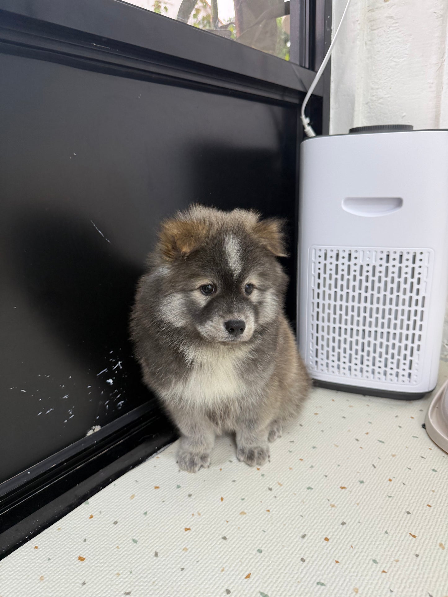 🚀 Rocket: Tri-Coloured Chow+Spitz+Poo 🇸🇬 (Boy)