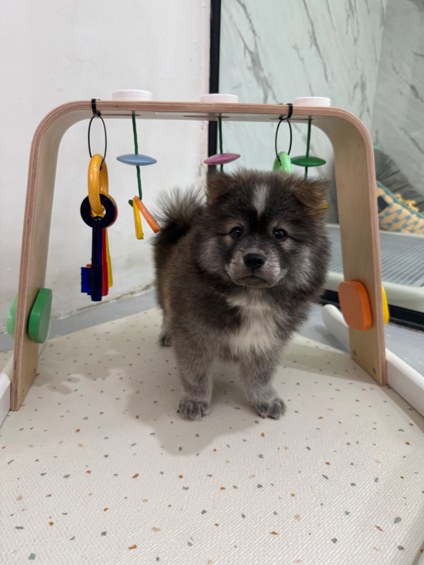 🚀 Rocket: Tri-Coloured Chow+Spitz+Poo 🇸🇬 (Boy)