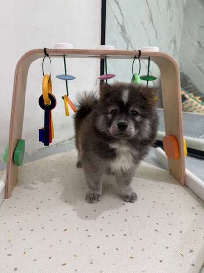🚀 Rocket: Tri-Coloured Chow+Spitz+Poo 🇸🇬 (Boy)
