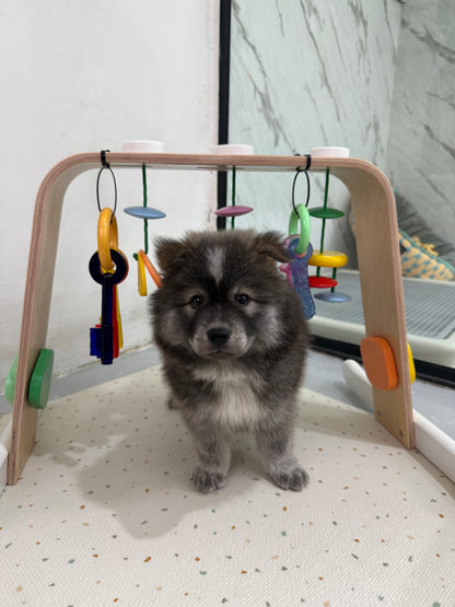 🚀 Rocket: Tri-Coloured Chow+Spitz+Poo 🇸🇬 (Boy)
